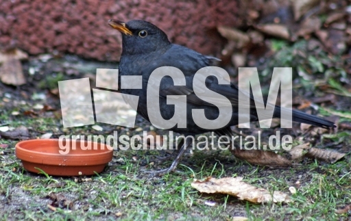 Amsel-trinkt-49.jpg